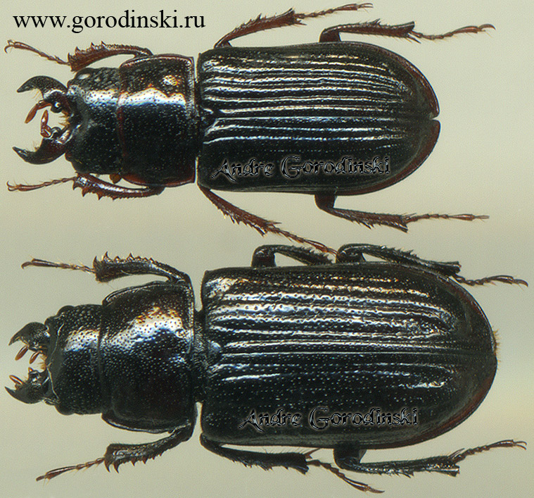 http://www.gorodinski.ru/lucanidae/Ceruchus deuvei.jpg